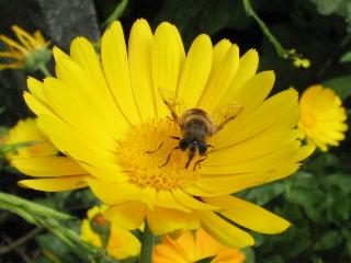 Ringelblumenblte mit Biene